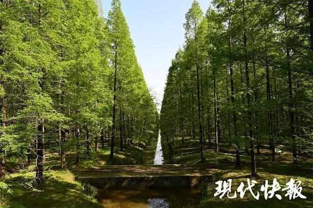 【生态修复技术】从盐碱荒滩到天然氧吧:盐城黄海森林的绿色奇迹 文化旅游 【生态修复技术】从盐碱荒滩到天然氧吧:盐城黄海森林的绿色奇迹 文化旅游
