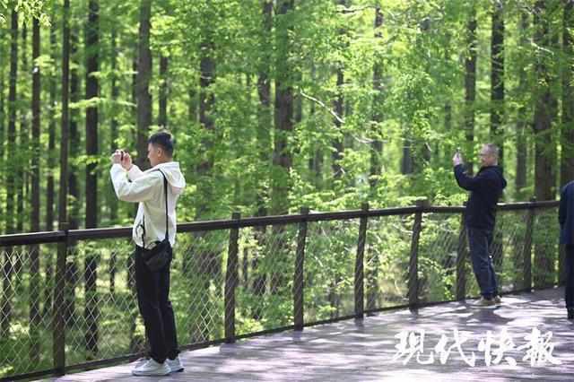【生态修复技术】从盐碱荒滩到天然氧吧:盐城黄海森林的绿色奇迹 文化旅游 【生态修复技术】从盐碱荒滩到天然氧吧:盐城黄海森林的绿色奇迹 文化旅游